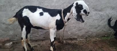 bakri