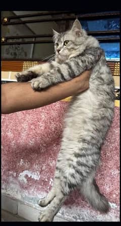 Male persian cat up for sale