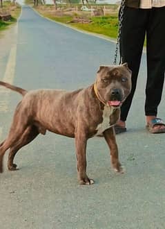 pitbull for sale