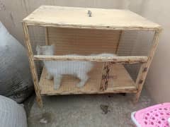 baby cat male 3 month age