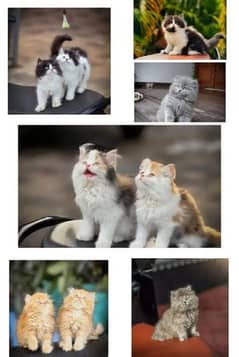 Parisian triple kittens for WhatsApp. 03463649736