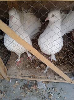 breeder pairs