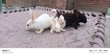 Rabbit child for sale