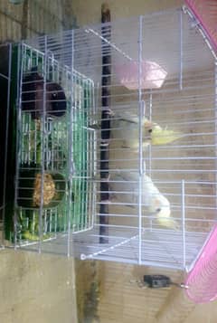 cockatiels with cage
