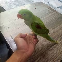 kashmiri raw parrot 4 month 03063334214 Whatsapp