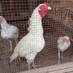 heera chicks