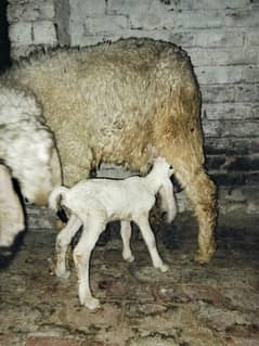 2 sheep 1 baby
