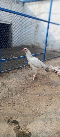 aseel hen