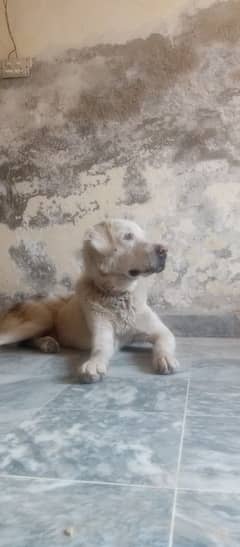 alabai male puppy age 1 Year