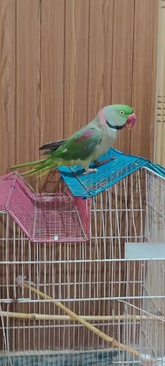Kashmir Raw parrot fully tamed or talking b karta ha