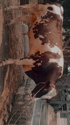 For Qurbani