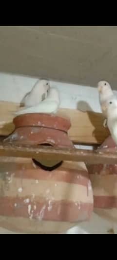 albino