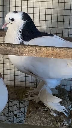 fancy bird