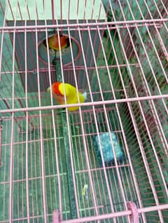 love bird breeder pair for sale