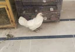 Hane with Cage