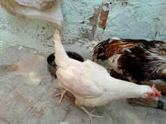 2 Egg laying Hens