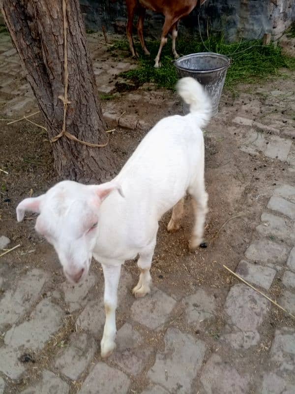 burbari bakri sath men aak bacha kanj 0