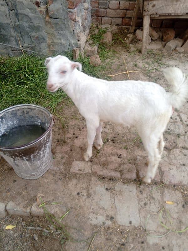 burbari bakri sath men aak bacha kanj 1