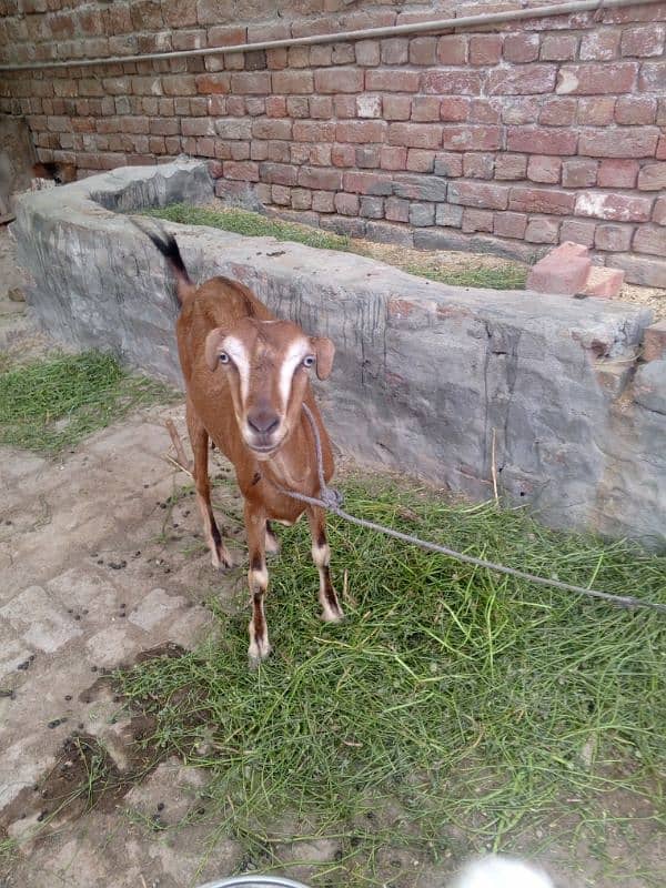 burbari bakri sath men aak bacha kanj 3