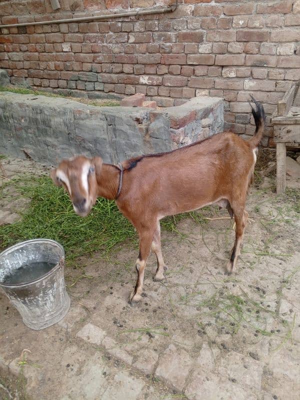 burbari bakri sath men aak bacha kanj 4