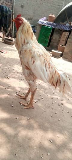 aseel