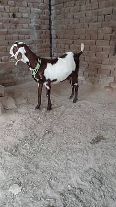 Teddy Tapri Bakri