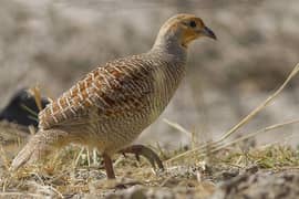 Irani male