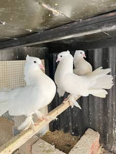 2 pairs for sale | urgent sale | per pair 2000| eggs laying Kar de ge