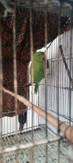 gareen