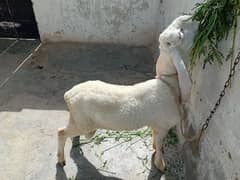 larkana