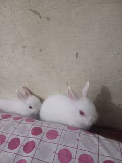 Netherland's dwarf bunnies. 03083581413.
