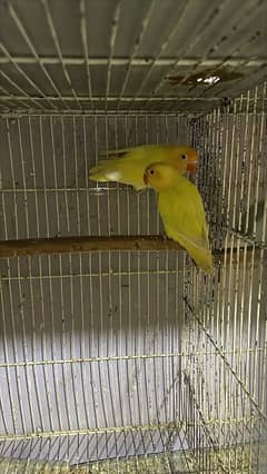 cremino into decino breader pair