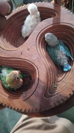 lovebirds with all mutations