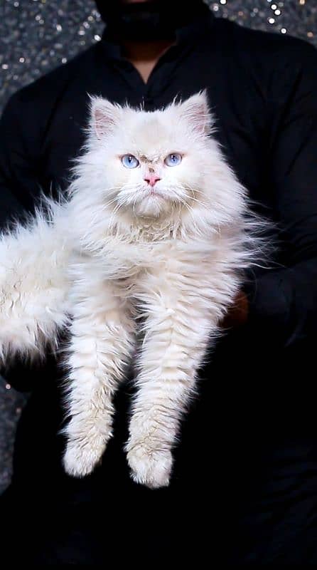 White female cat - pershian cats- cat for sale-blue eyes 1