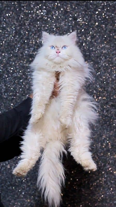 White female cat - pershian cats- cat for sale-blue eyes 2