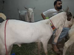 Fresh 2 daanth punch khassi gulabi ablak bakra