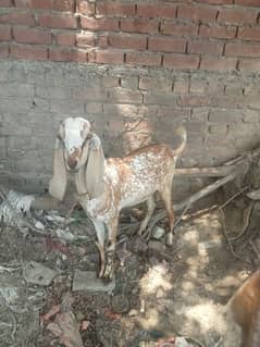 dasi bakra