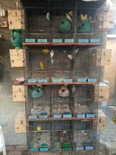love birds setup for sale