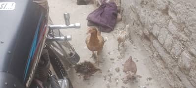 2 seal murghi with chozay