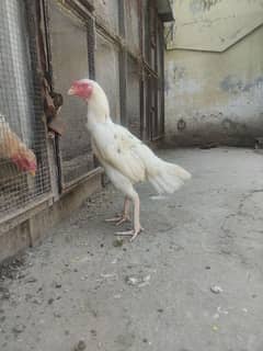 cheeni