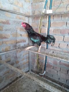 Mushka aseel for sale!!!!