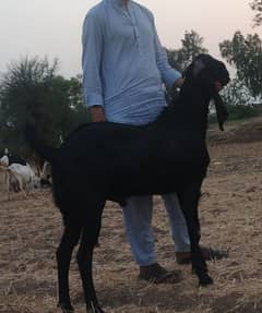 Bakra (Black )