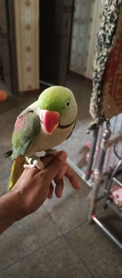 raw parrot for sell