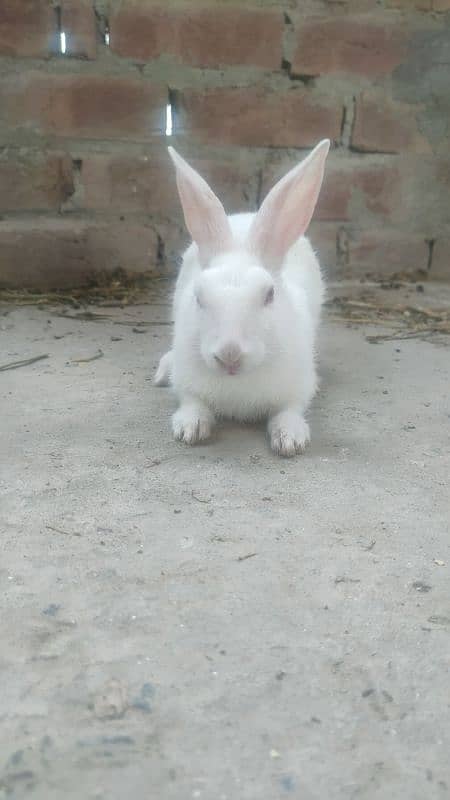 best rabbits 0