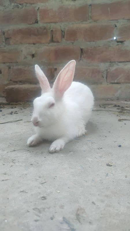 best rabbits 1