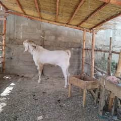 gulabi goat breeder / gulabi bakra / bakra for sale