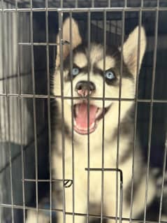 Husky puppy Siberian husky Siberian husky dog odd eyes