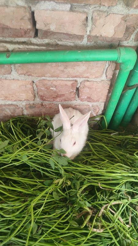 best rabbits 2