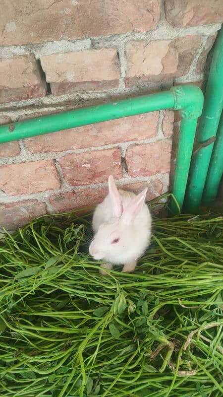 best rabbits 3
