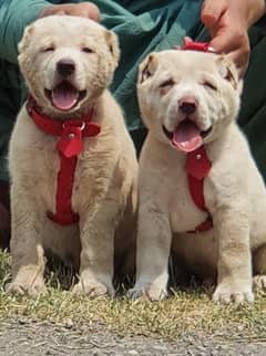 Alabai Dog |King Alabai |puppy |Alabai puppies |Central Asian Shepherd